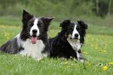 BORDER COLLIE 968
